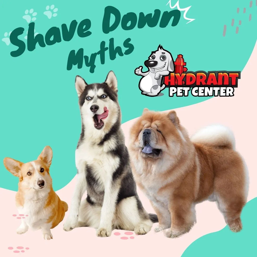 Should You Shave a Double-Coated Dog in Summer? What Pet Owners Need to Know