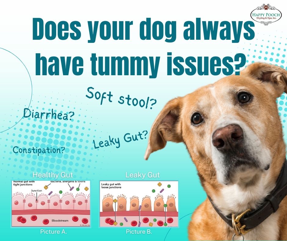 Does your dog always have tummy issues?