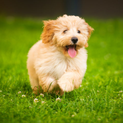 Battling Fleas and Ticks Naturally at Nature's Feed