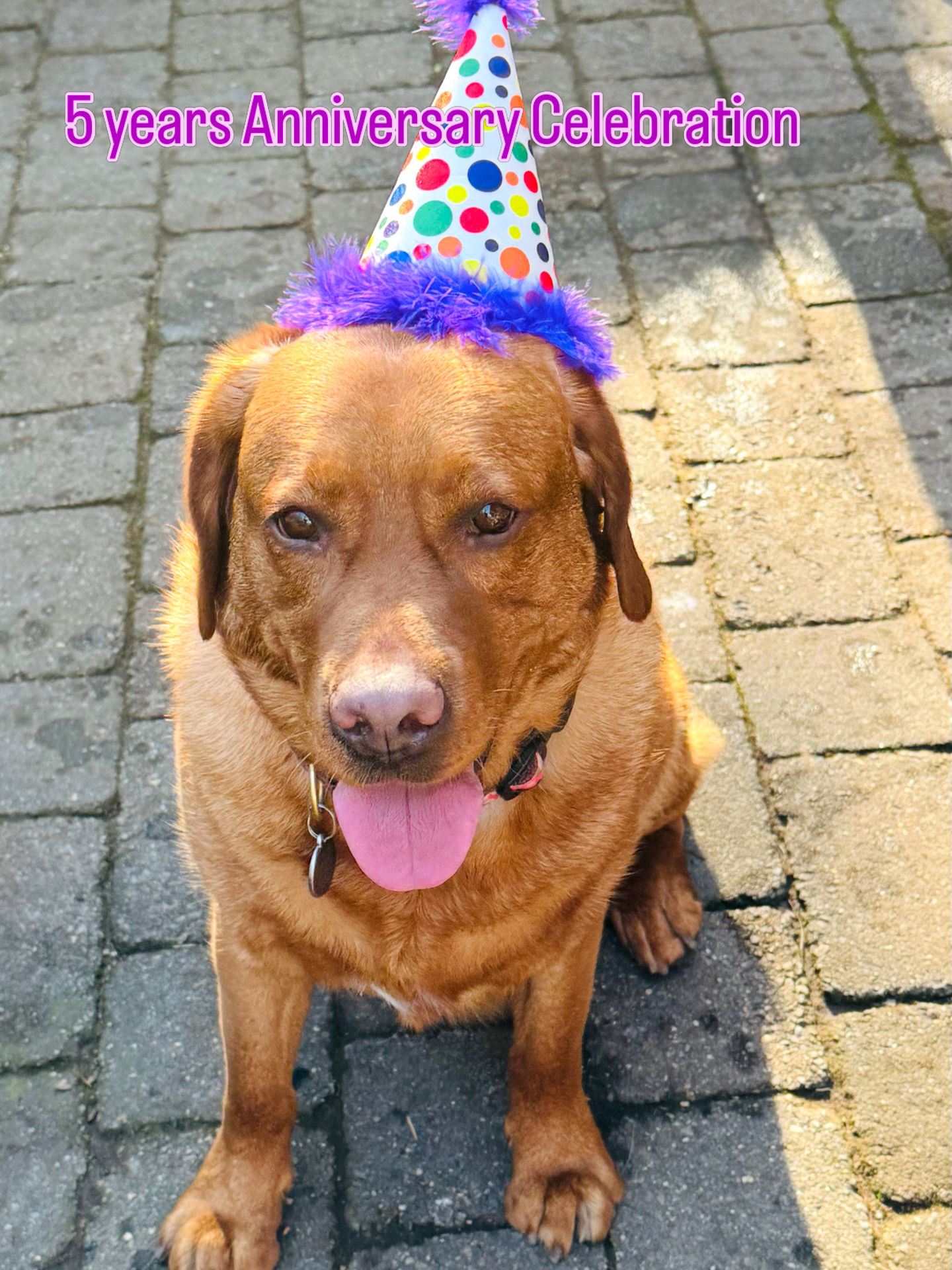 Image of Local Pet Event 5 years Anniversary Celebration Nearby