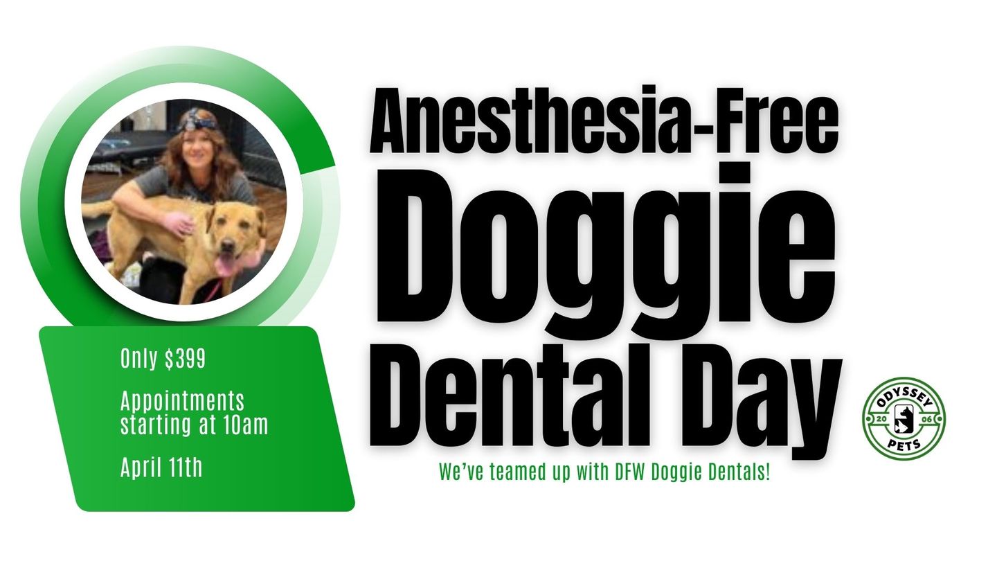 Image of Local Pet Event Doggie Dental Day--April 11th Nearby