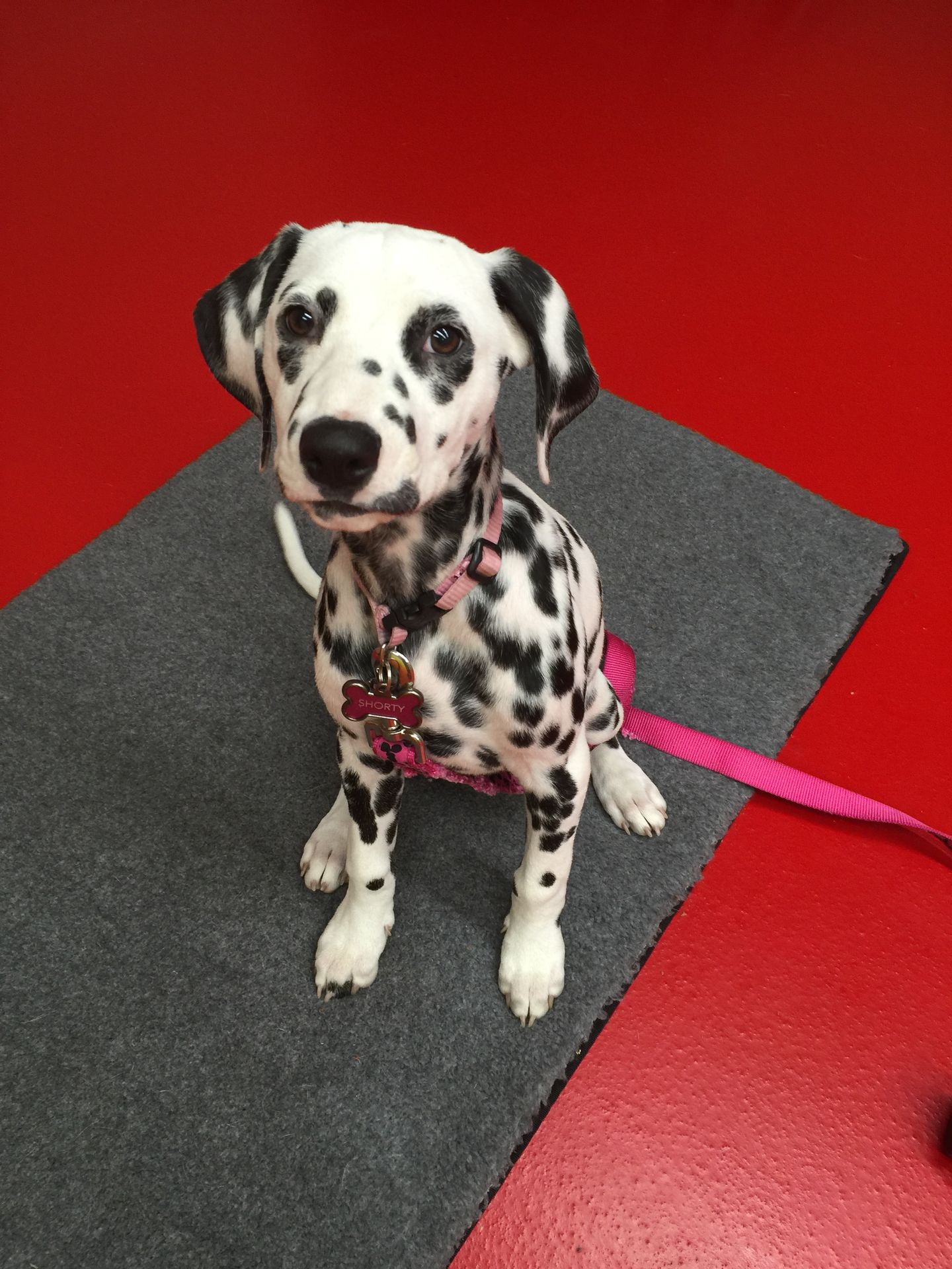 Drop-In Puppy Training