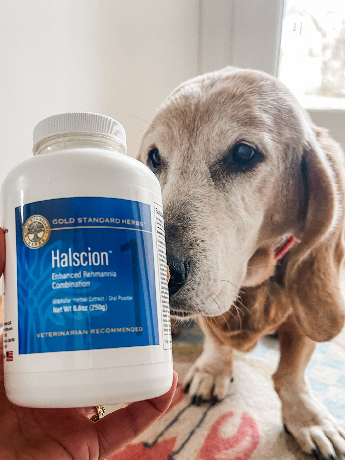 The Brain Game: Halsion By Gold Standard Herbs
