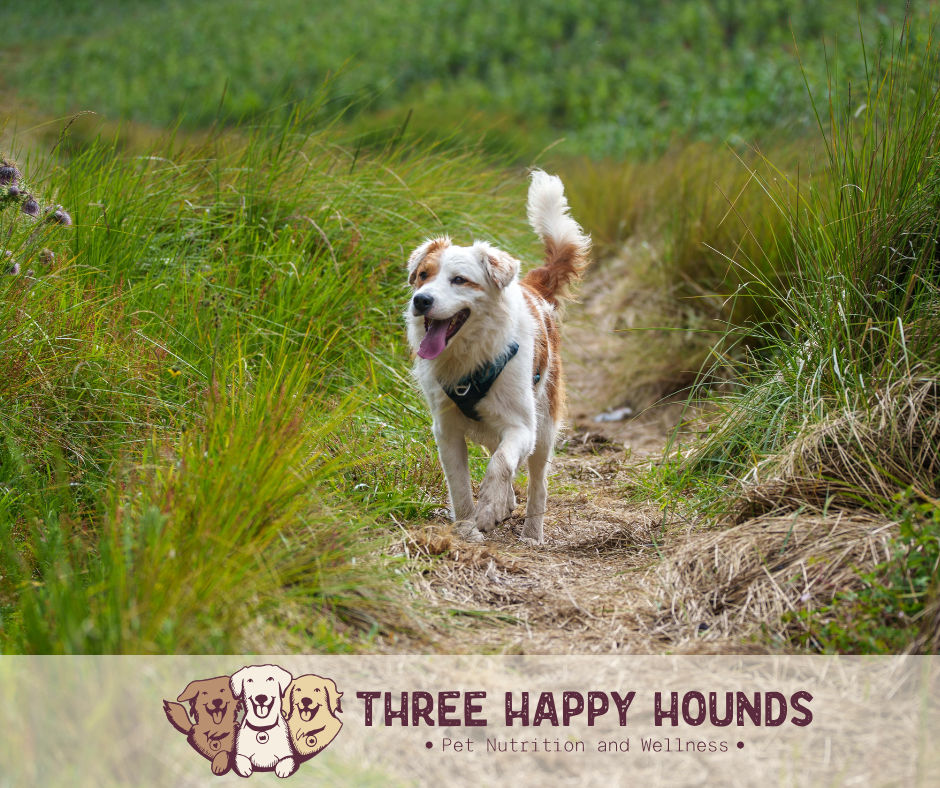 The Pippa's Way Protocol: A Roadmap for Getting Your Dog Off Apoquel
