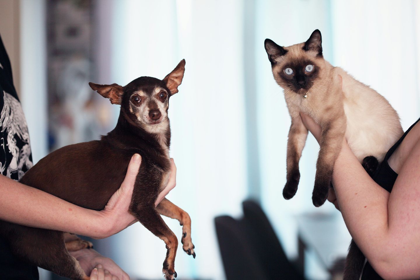 Mardi Paws Give Back Weekend Recap: Community, Compassion & Full Bowls