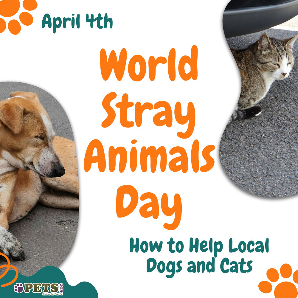 World Stray Animals Day: How to Help Local Dogs and Cats