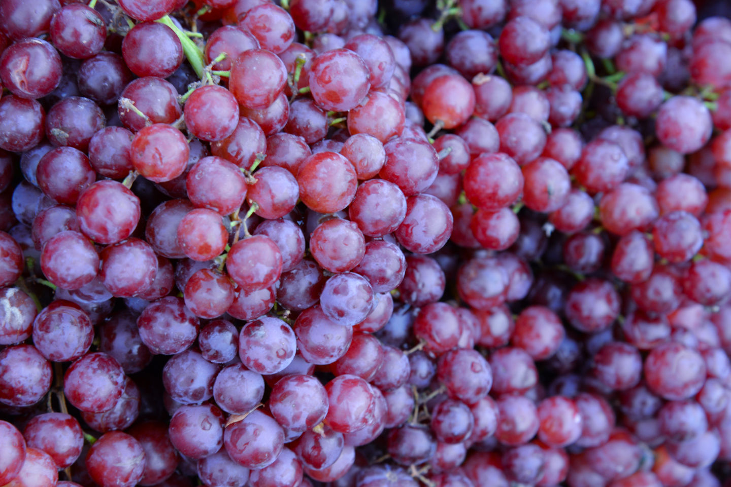 Grapes and Raisins: Why We Take This One So Seriously