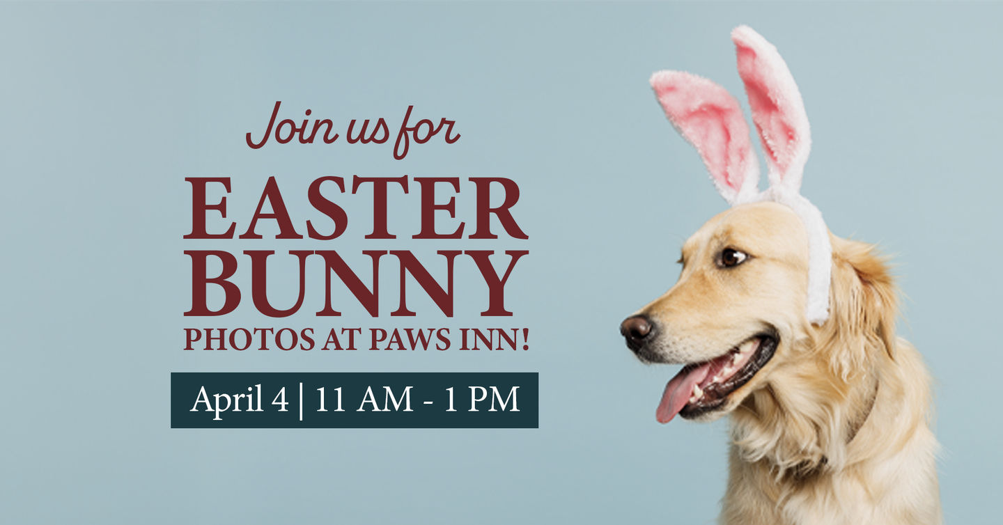 Image of Local Pet Event Easter Bunny at Paws Inn! Nearby