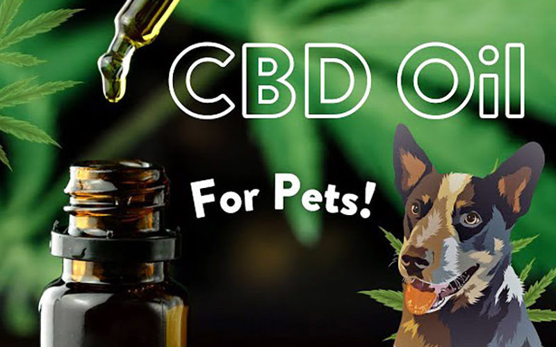 CBD for Dogs