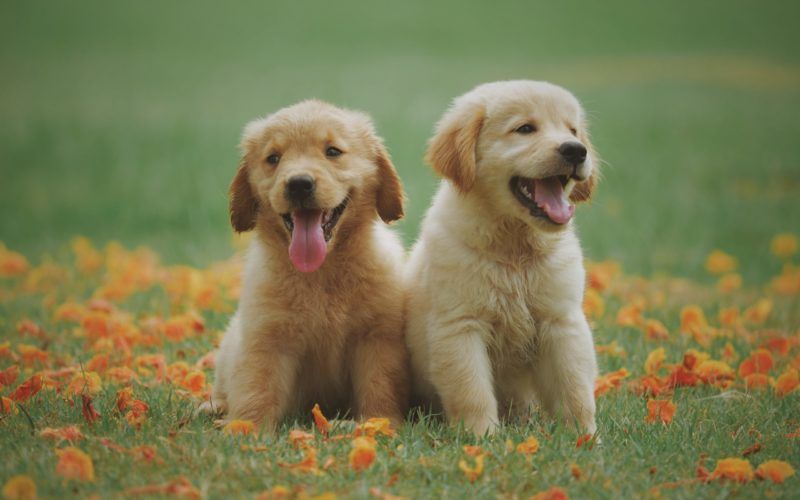 New Dog/Puppy Checklist!