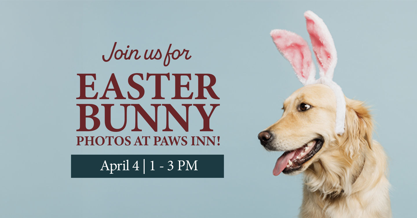 Image of Local Pet Event Easter Bunny at Paws Inn! Nearby