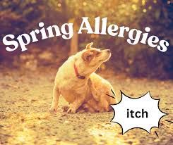 Spring Allergies: Solutions Many Dog Owners Overlook