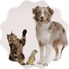 Pet Food & Supplies