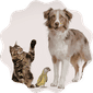 Pet Food & Supplies