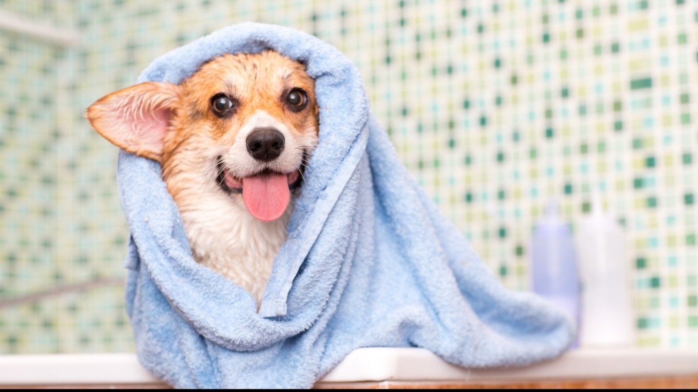 Grooming Services in North Kansas City