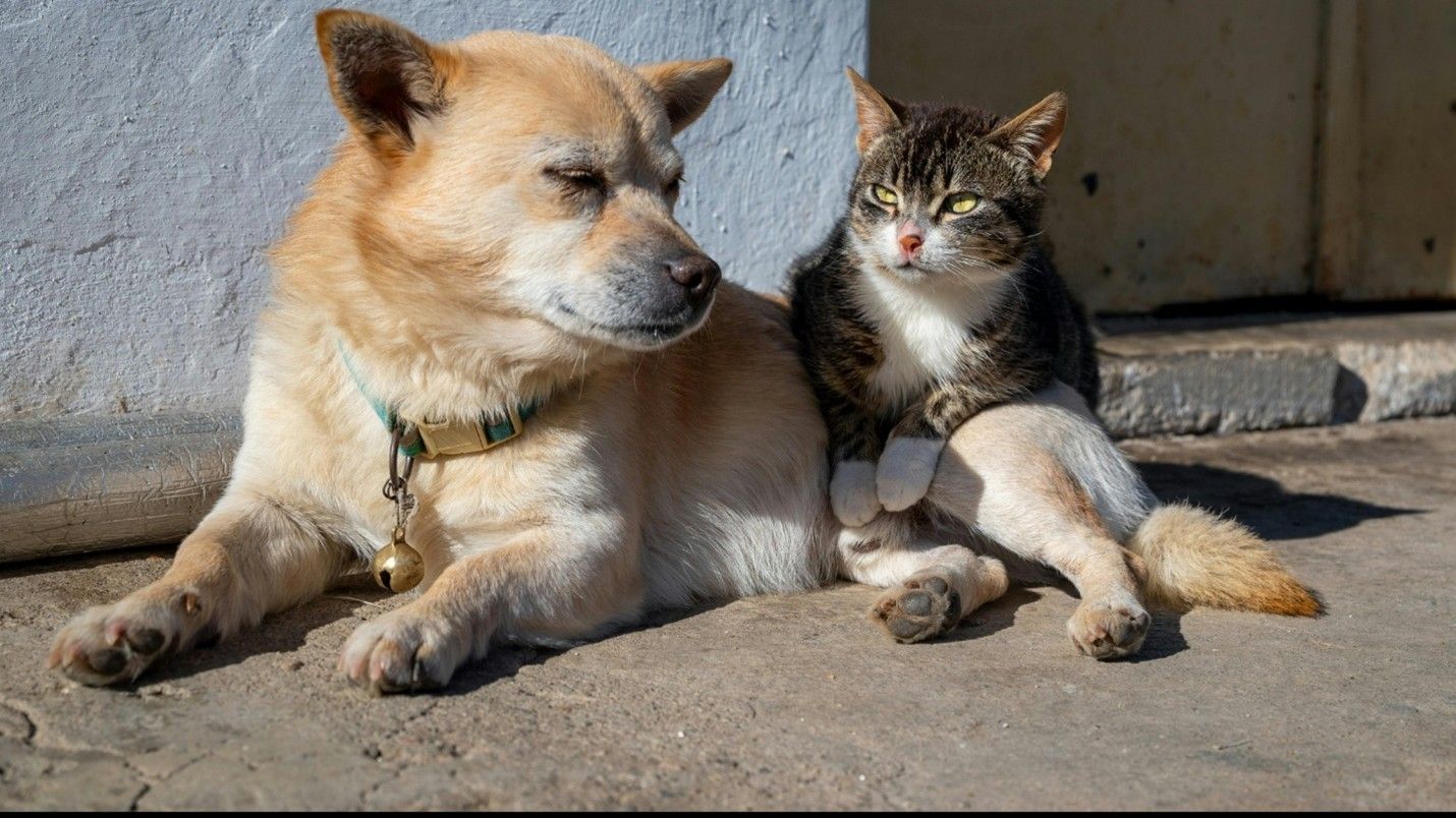 Pet Sitting in Kansas City