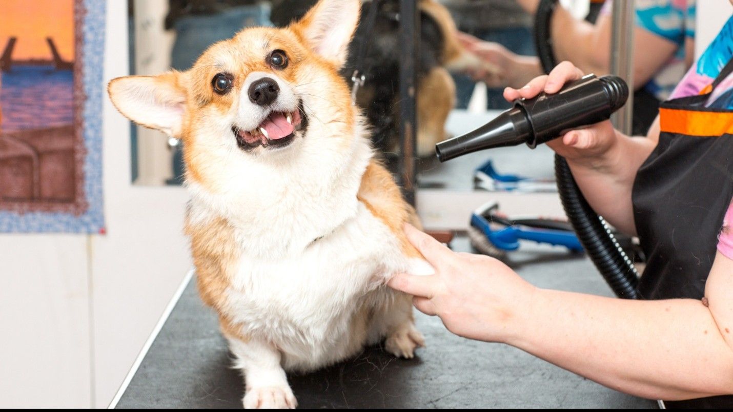 Grooming Services in Northland Kansas City