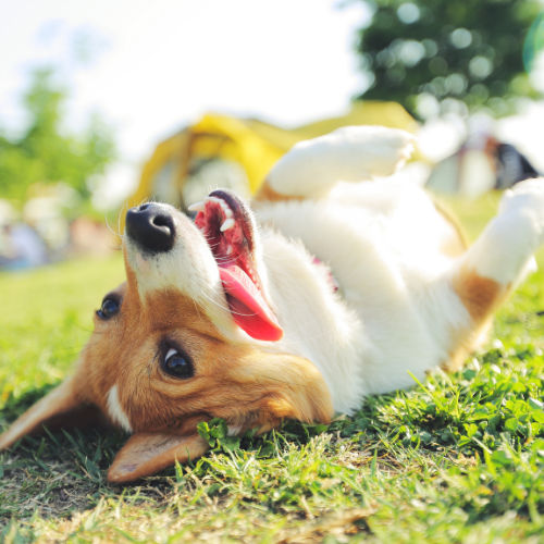 Is Your Dog Constantly Itching or Licking Their Paws? It Could Be Allergies