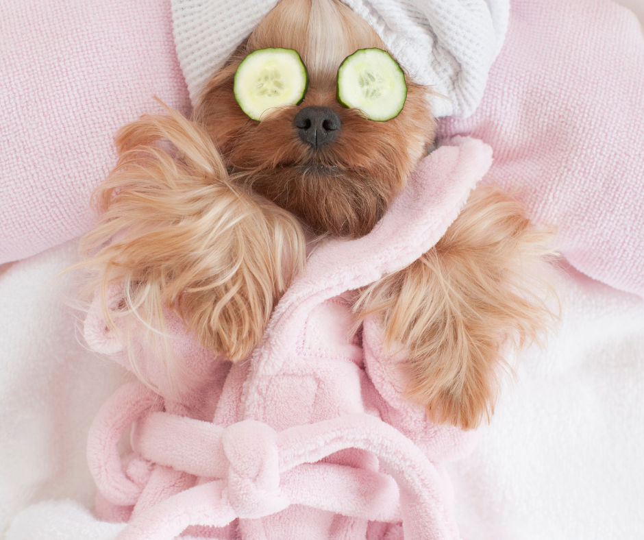 The Ultimate Guide to Pet Grooming