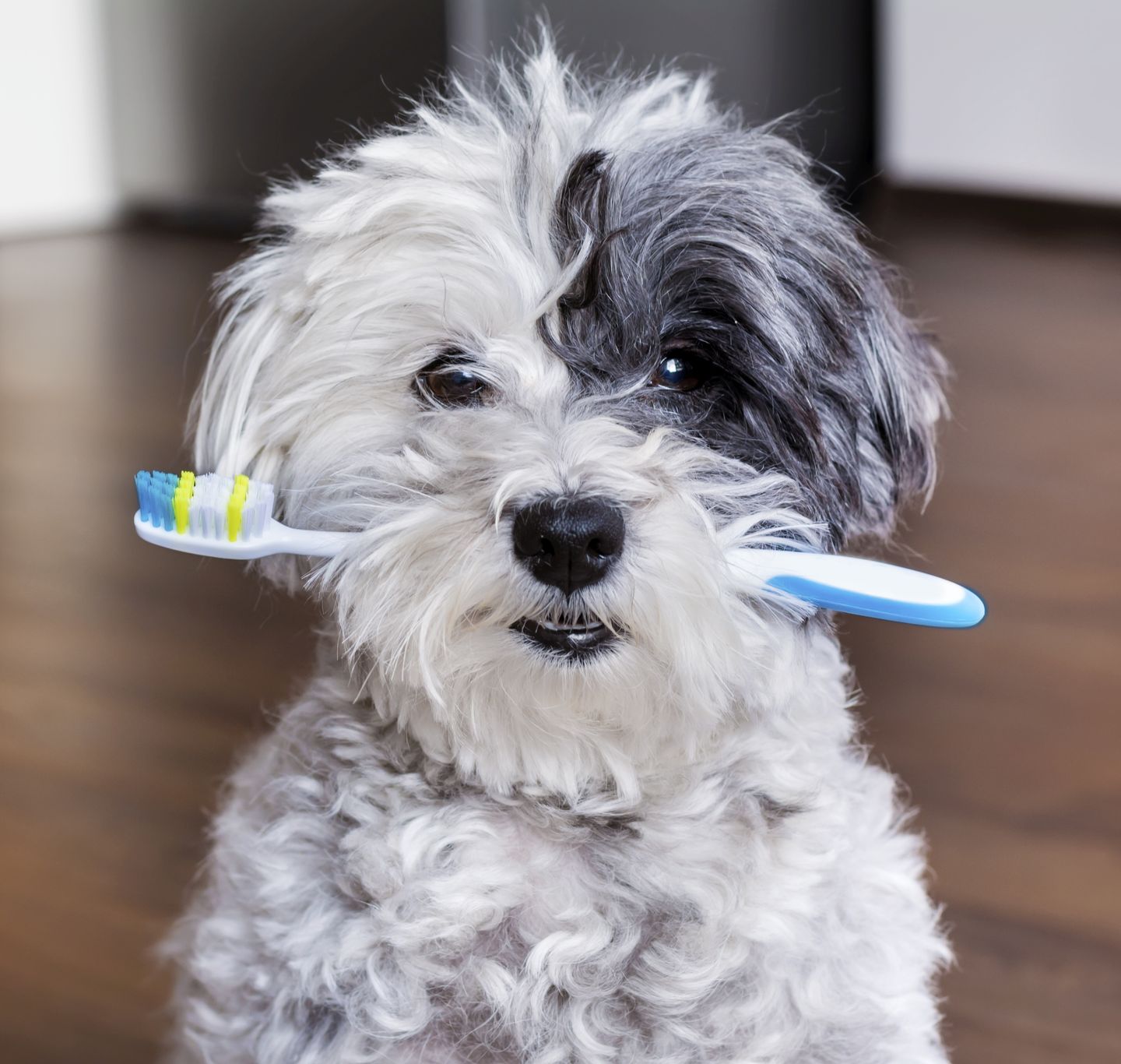 Dental Health Month is Almost Over! What now?