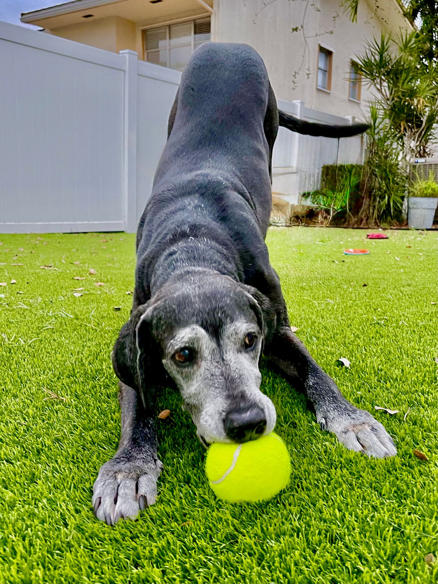 Chief, a senior dog doing a trick with a ball