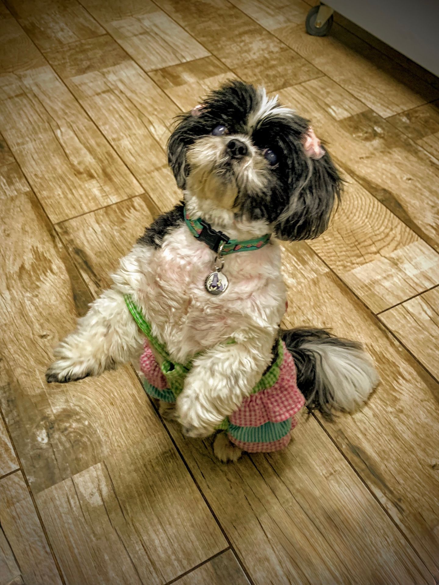 Training Senior & Geriatric Dogs: Safe, Effective, and Worth It