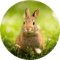 Small Animals Food & Supplies