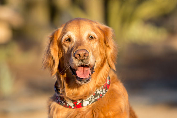 A Simple Spring Reset for Your Pet’s Routine