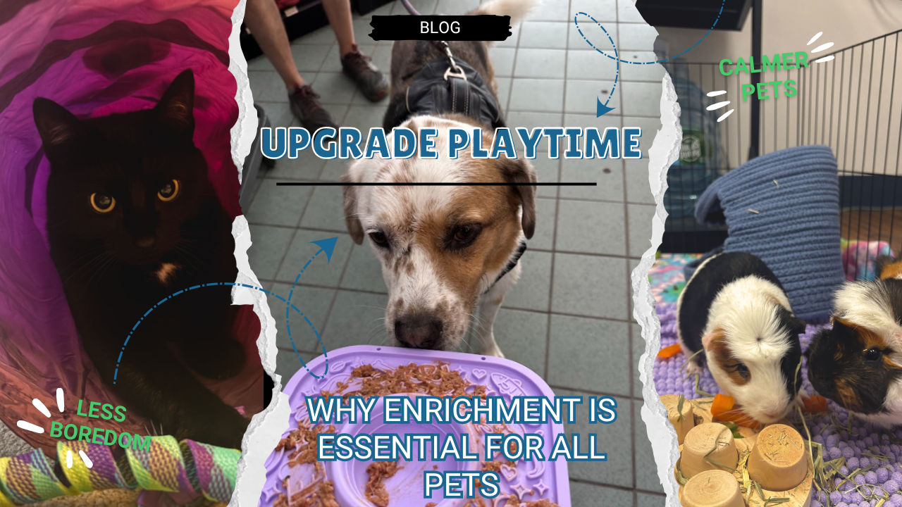 Upgrade Playtime: Why Enrichment is Essential for All Pets