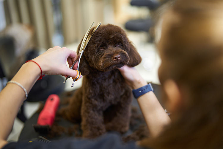 Spring Grooming Guide: What Your Pet Actually Needs This Time of Year