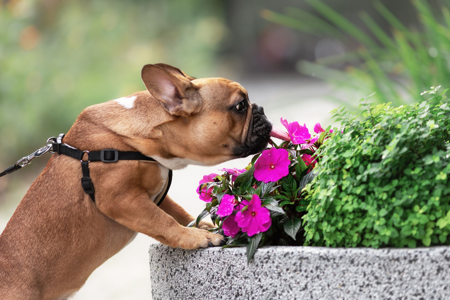 Helping Your Pup Through Allergy Season (Without the Guessing Game)