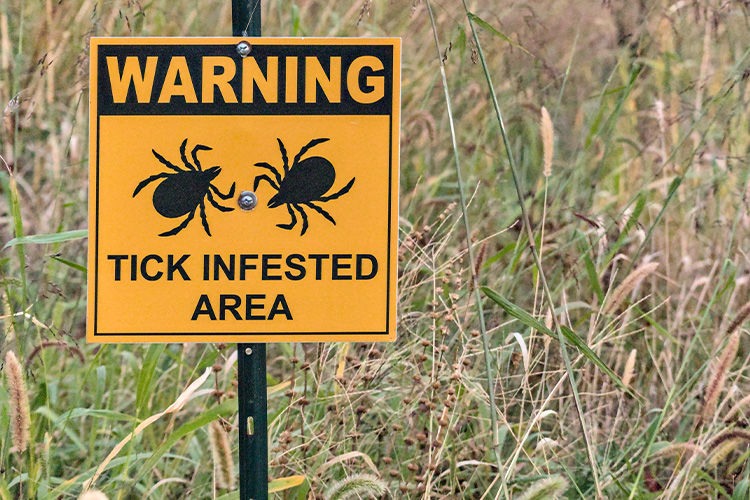 Spring Parasites in Minnesota: What to Watch For and How to Protect Your Pet