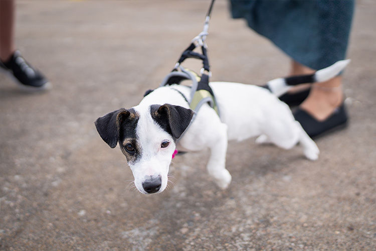 Is Your Dog Overstimulated? How to Handle Spring Walks That Feel “Out of Control”