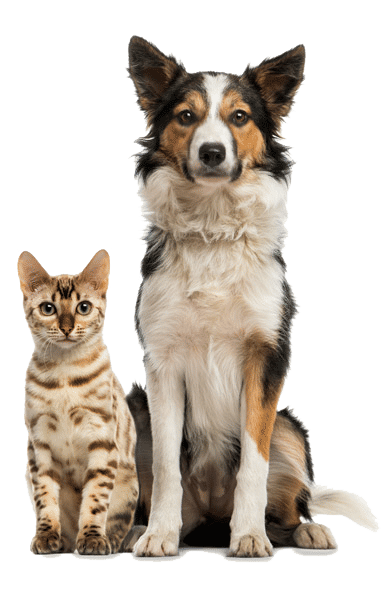 Dog-Cat