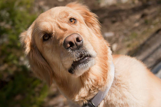 The Missing Macro: Why Aren't Carbs Listed on My Pet Food Panel? & How to Find Them for Yourself