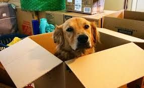 Homeward Bound: Helpful Tips to Keep in Mind When Moving with Your Pup