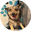 Self-Service Dog Wash