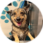 Self-Service Dog Wash
