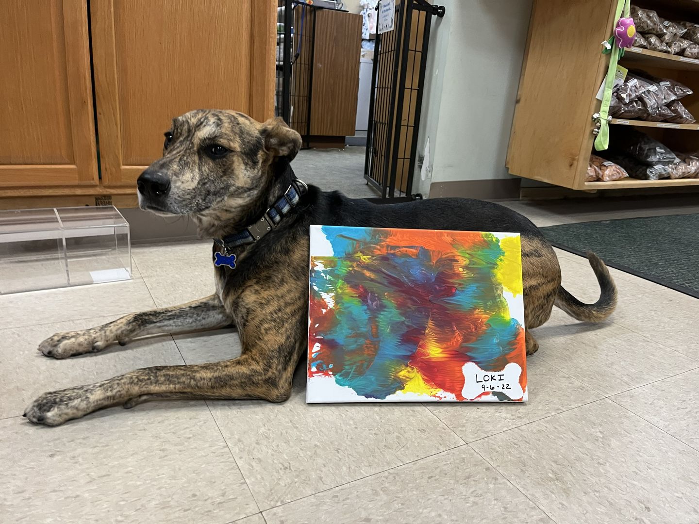 Image of Local Pet Event Pawcasso Fundraiser for Mac's Mission Nearby
