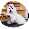 Dog Grooming