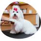 Dog Grooming