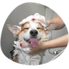 Dog Wash