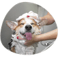 Dog Wash