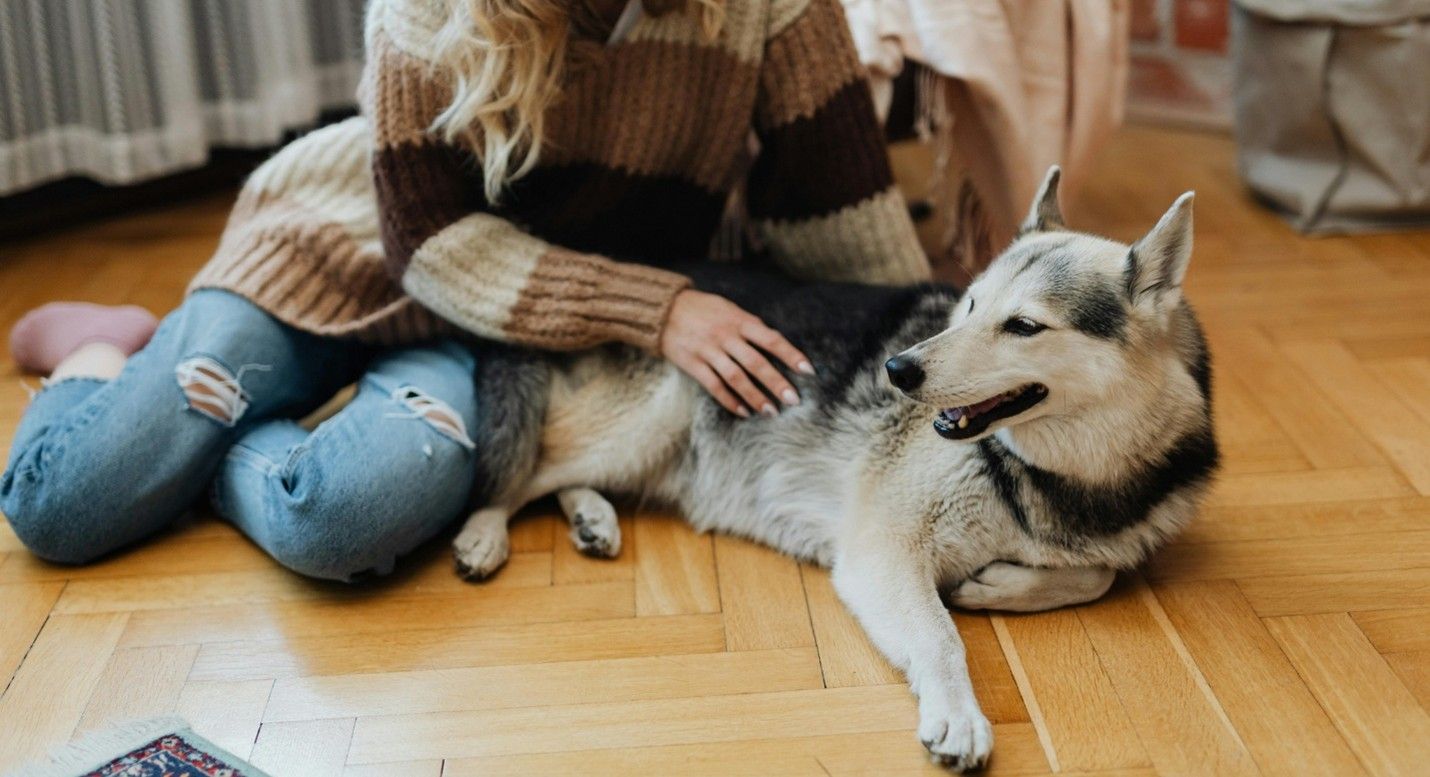 What Usually Happens During Pet Sitting in Kansas City?