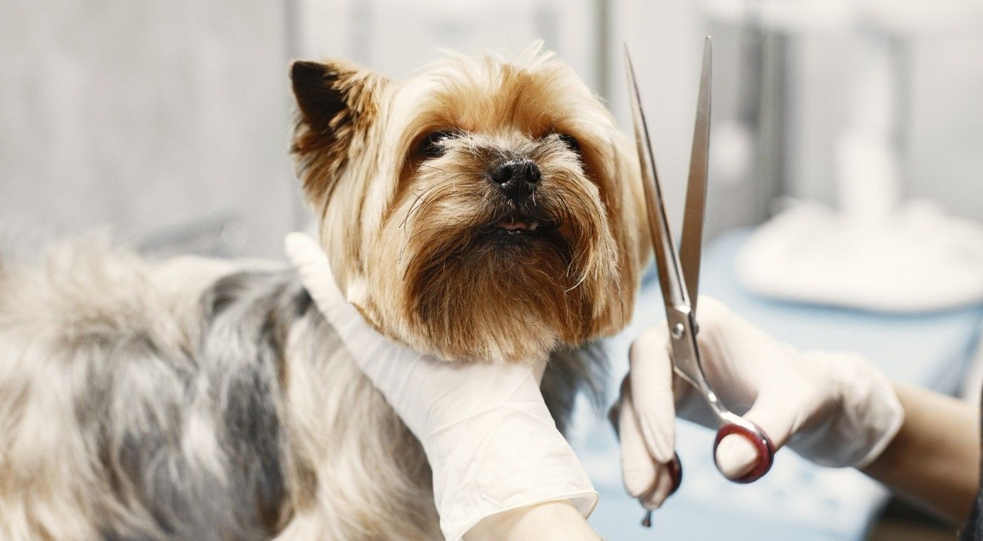 How Often Should I Get My Dog Groomed?