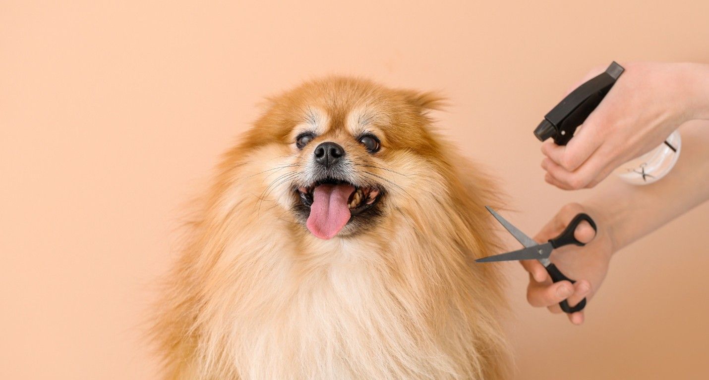 Dog Groomer in North Kansas City