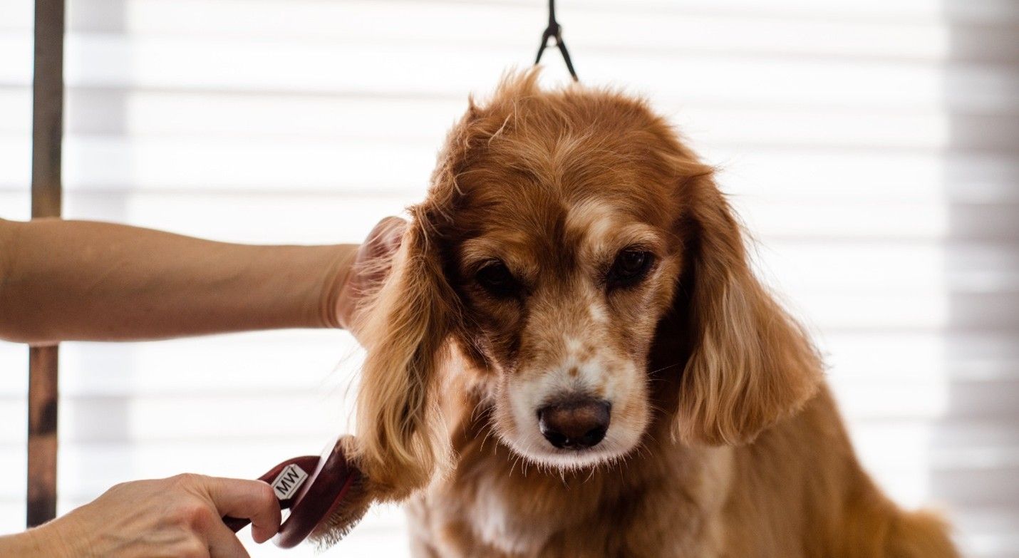 What Are the Major Benefits of Going to a Dog Groomer in North Kansas City?