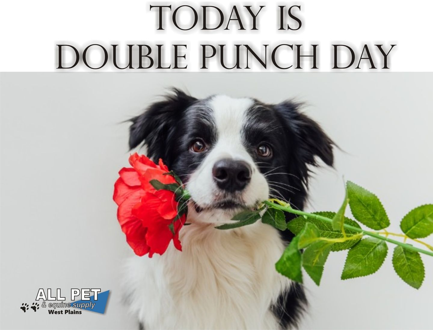 Image of Local Pet Event March 2026 dble punch Nearby