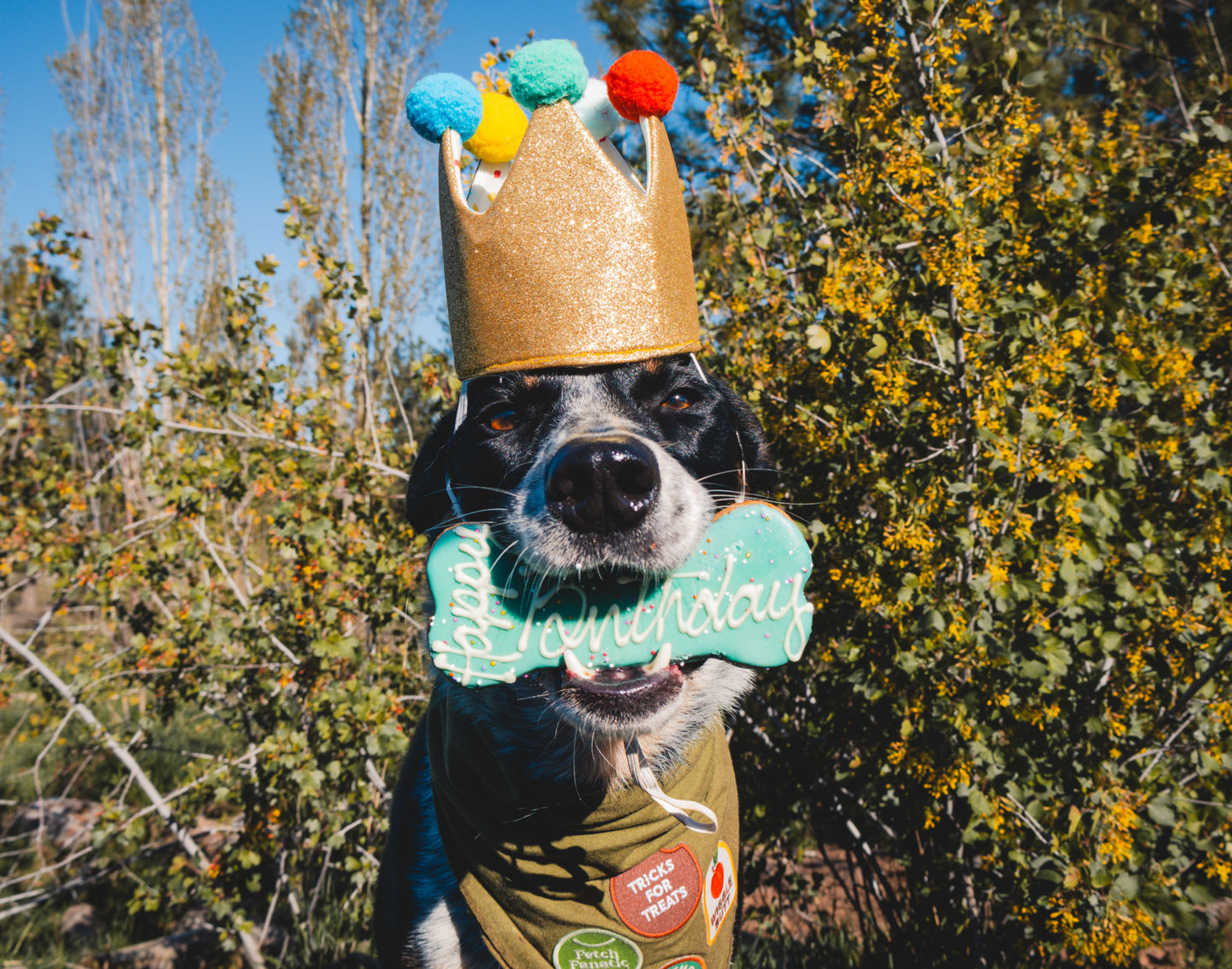 Image of Local Pet Event 17th Anniversary Sale! Nearby