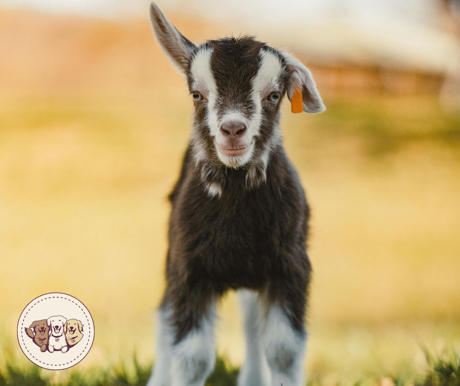 Why Raw Goat Milk Belongs in Your Pet's Bowl